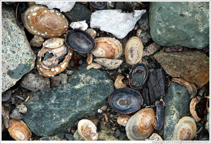 Sea shells on the ground.
