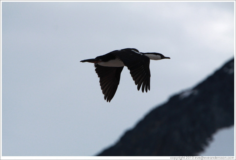 Cormorant flying.