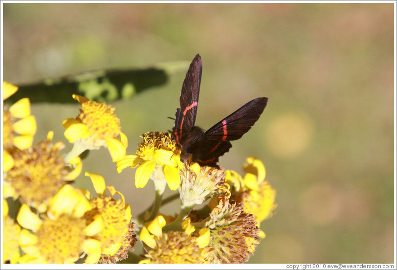 Black and red butterfly on yellow flowers, near the entrance to Sendero Macuco.