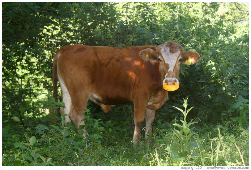 Cow with yellow nose ring.