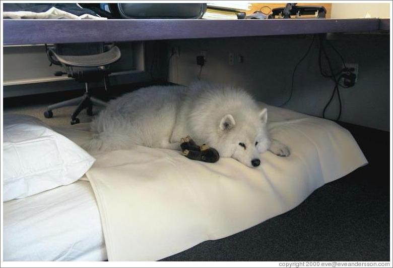 Alex resting on the futon under my desk with his stuffed monkey.