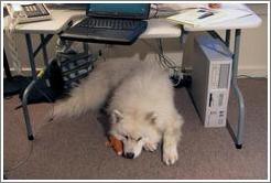 ArsDigita Thanksgiving 1999.  Alex, resting under Yon's table after playing in the dirt.