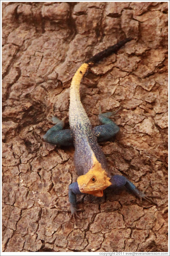 Agama lizard.