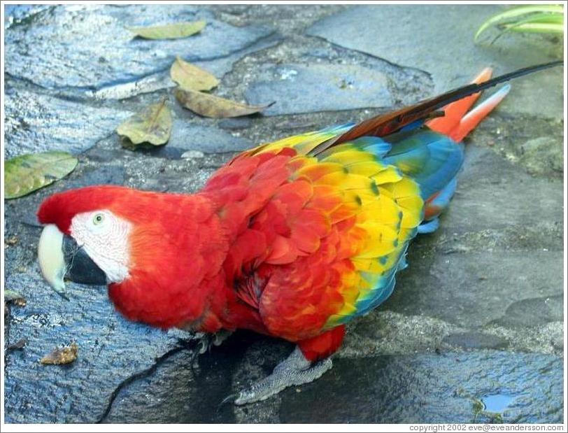 Parrot at Hotel Atitlan, Panajachel.