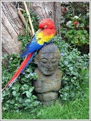 Parrot at the Mayan Inn.