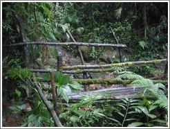 Bridge in the Biotopo del Quetzal.