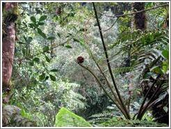 Fern frond in the Biotopo del Quetzal.