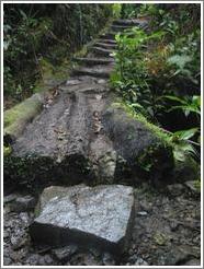 Path and stone, Biotopo del Quetzal.