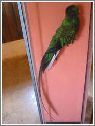 Stuffed quetzal, Biotopo del Quetzal.