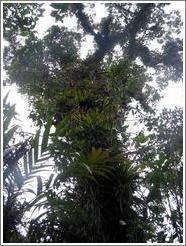 Tree covered with plants, Biotopo del Quetzal.