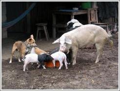 Pigs and dog eating.