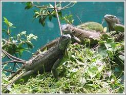 Animal sanctuary.  Iguanas.