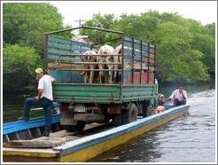 Cows in truck in the mangrove swamp.
