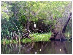 White bird in the mangrove swamp.