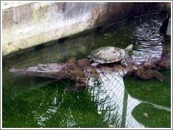 Turtle sitting on back of crocodile.