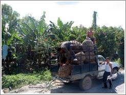 Boys loading truck in front of banana trees.