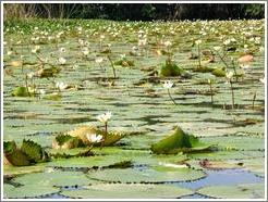 Lily pads.