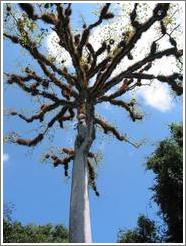 Tikal.  Ceiba tree, the national tree of Guatemala.