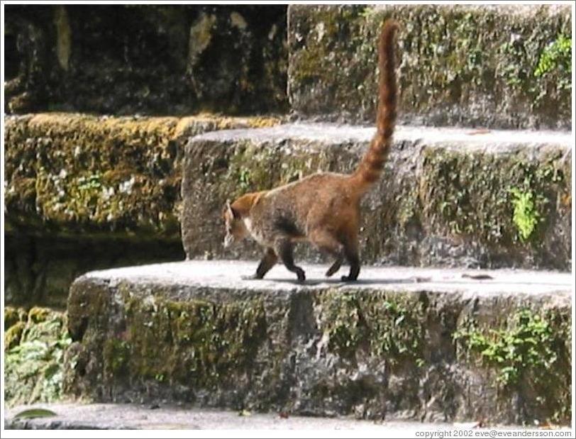 Pizote (coatamundi) walking on ruins.