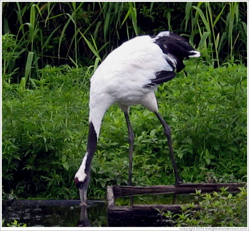 Tancho Japanese Crane Reserve.