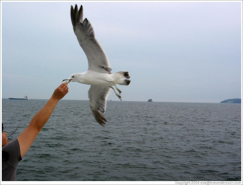 Girl feeding seagull.