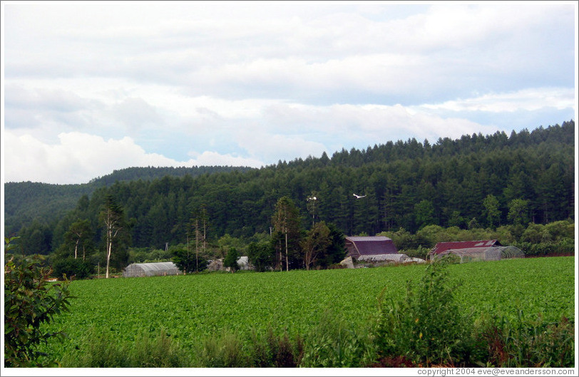 Field with cranes.  Hokkaido.