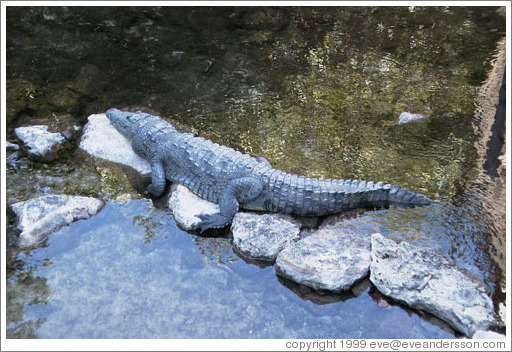 Crocodile. Xcaret.