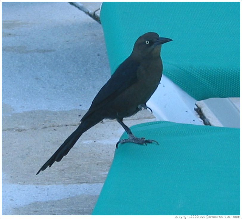 Bird on chair.