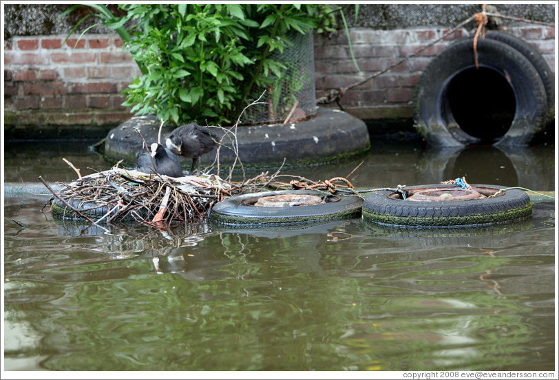 Mother and baby loonie in nest built on tire.  Egelantiersgracht canal, Jordaan district.