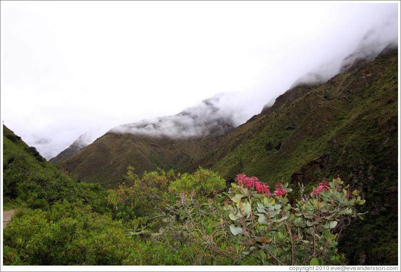 Flowers and seen from the Inca Trail.