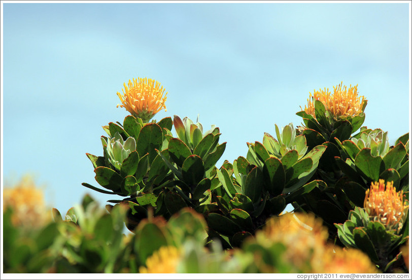 Green Tree Pincushion Protea.