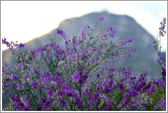 Purple Broom, Kirstenbosch Botanical Garden.