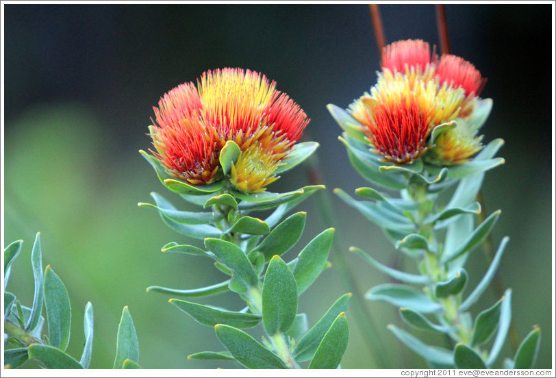 Tufted Pincushion Protea, Kirstenbosch Botanical Garden.