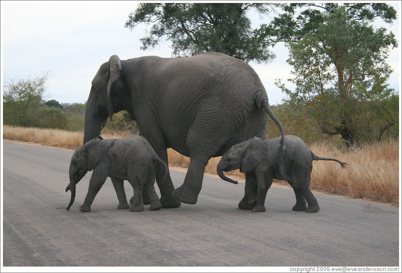 Mother and baby elephants crossing the road. (Species: African elephant