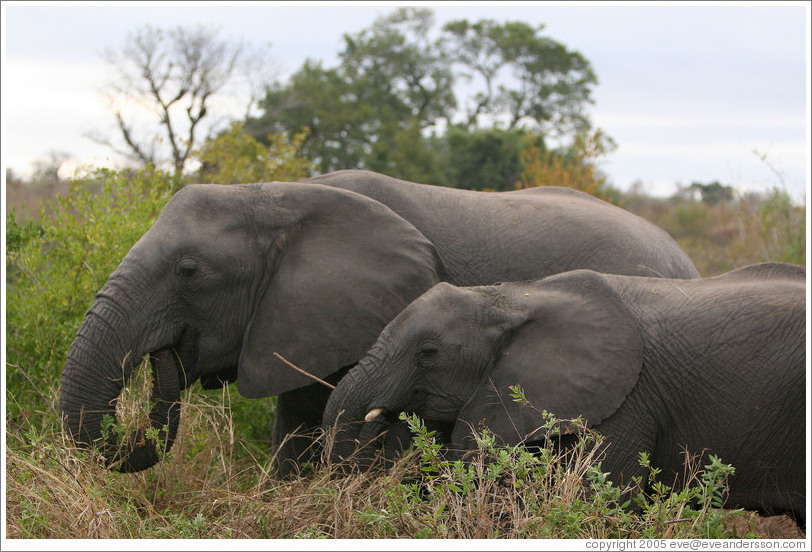 Two elephants. (Species: African elephant, Loxodonta africana) (Photo