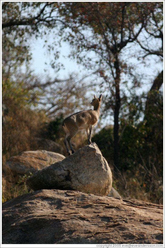 Klipspringer, an African member of the antelope family.  (Species: Oreotragus oreotragus)