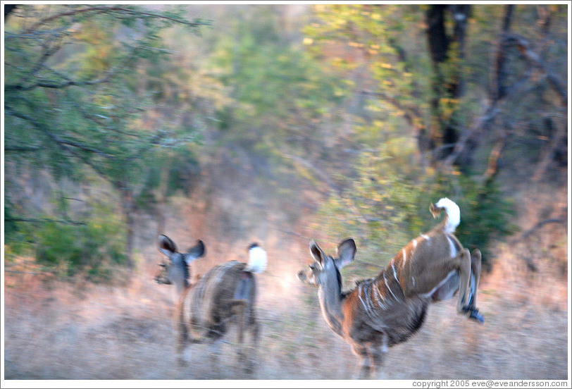 Kudu leaping.  (Species: Greater kudu, Tragelaphus stresiceros)