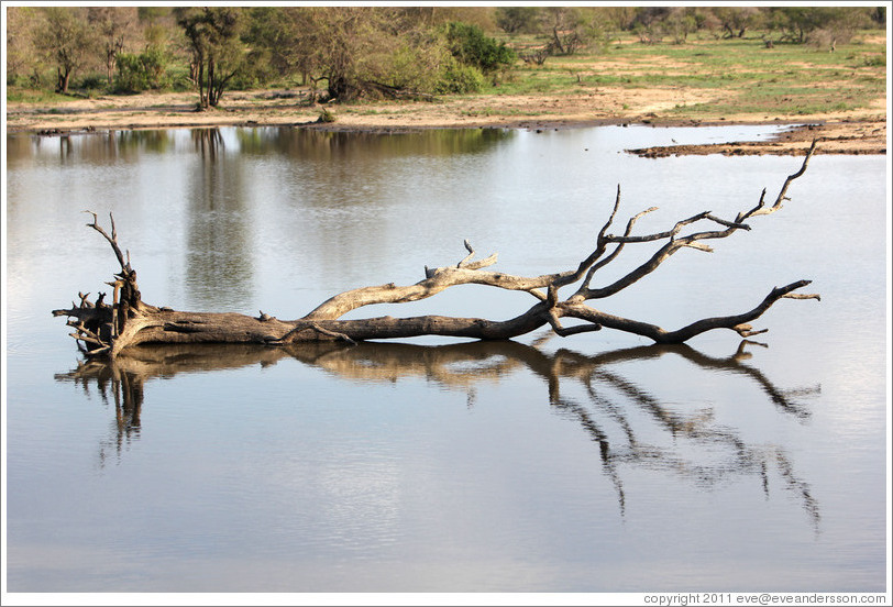 Branches floating on pond.