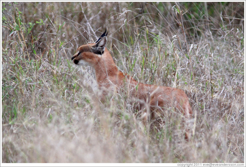 Caracal, side view.