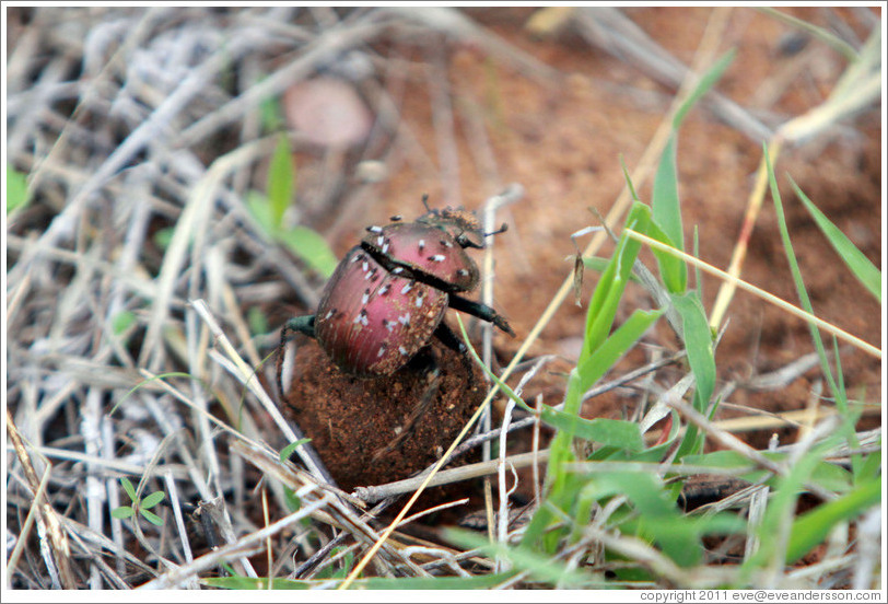 Dung beetle, rolling a ball of animal dung. The beetle is covered with smaller insects. 