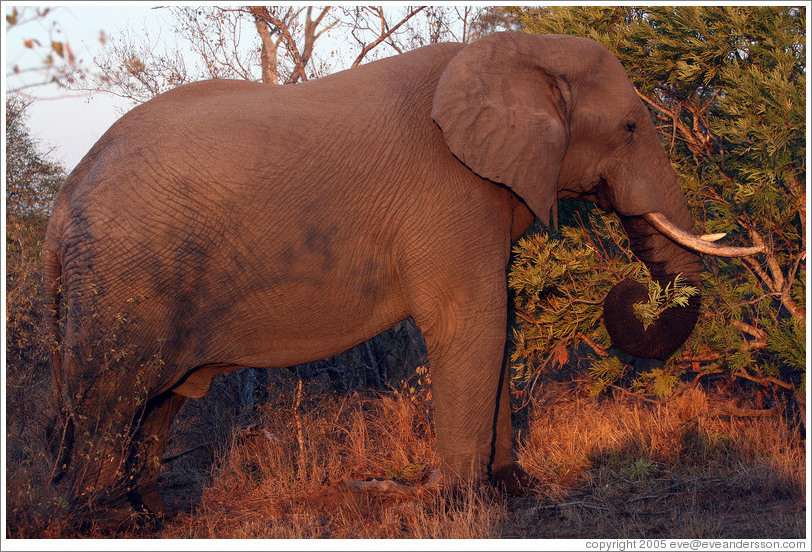 Male elephant (Species: African elephant, Loxodonta africana). (Photo