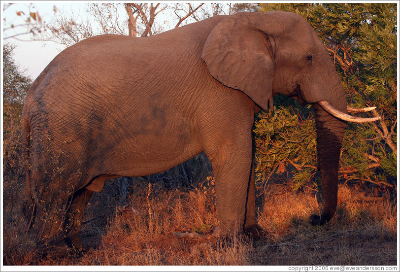 Male elephant (Species: African elephant, Loxodonta africana).