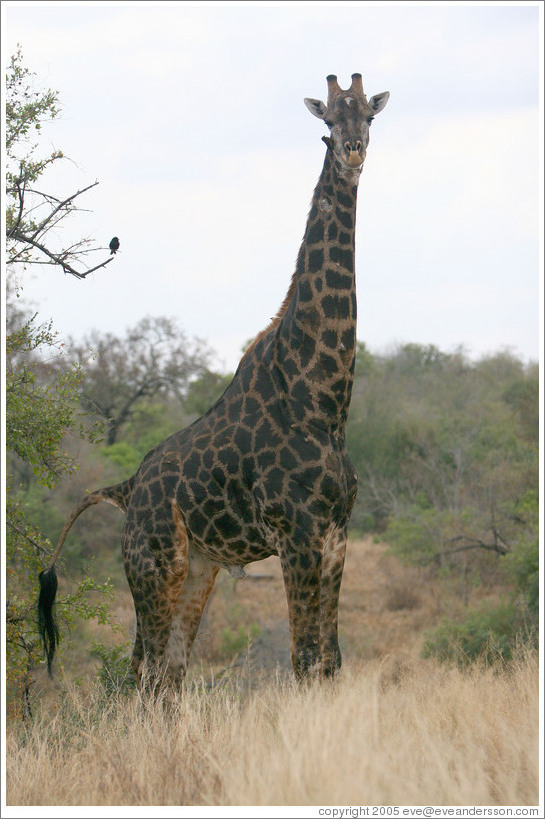 giraffe and bird