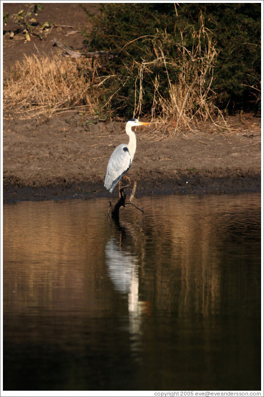 Grey heron.