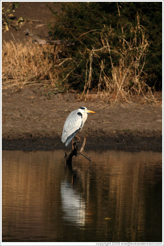 Grey heron.