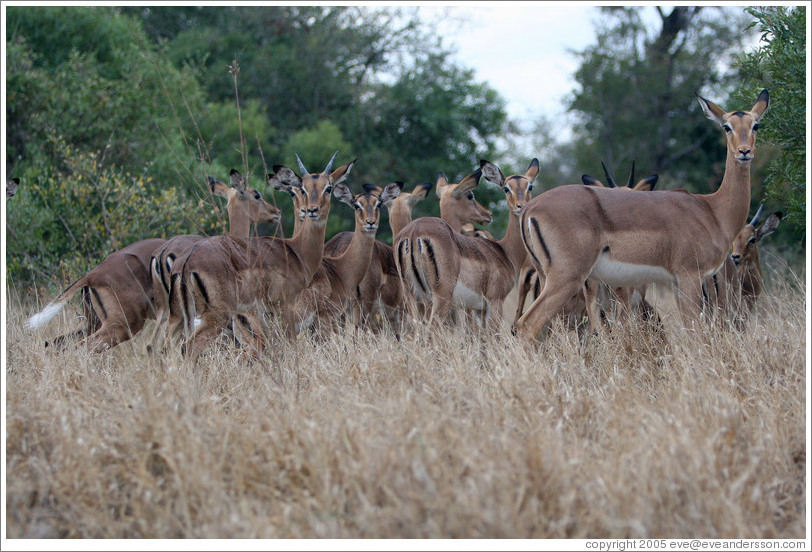 Impala, an African member of the antelope family.  (Species: Aepyceros melampus)