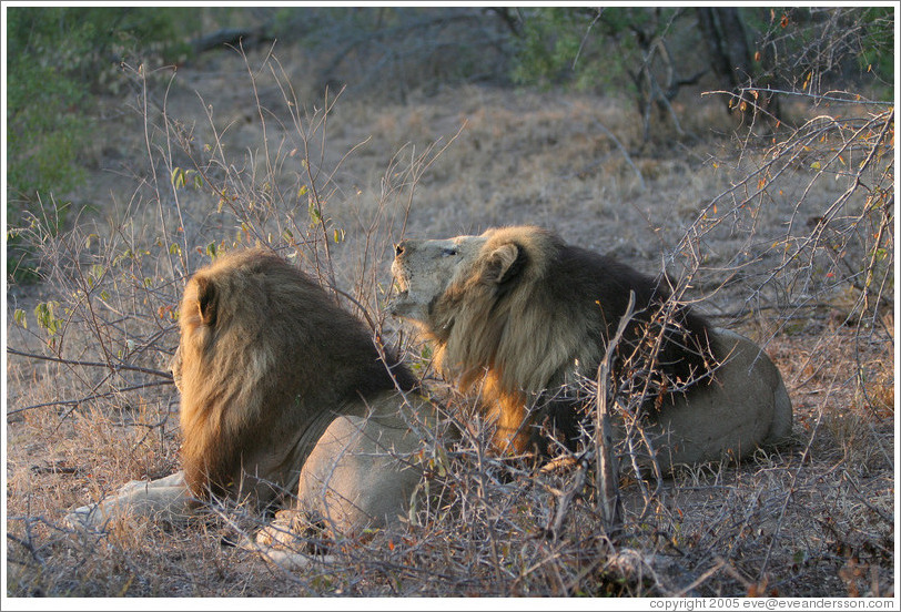 Lions.   One is roaring.