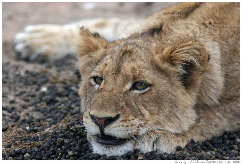 Lion cub.