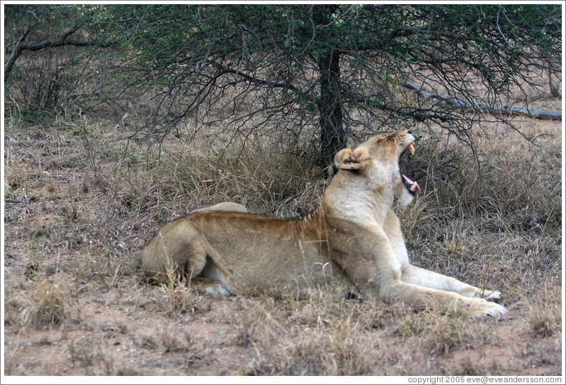 Lioness yawning.