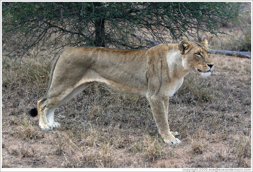 Lioness stalking prey.